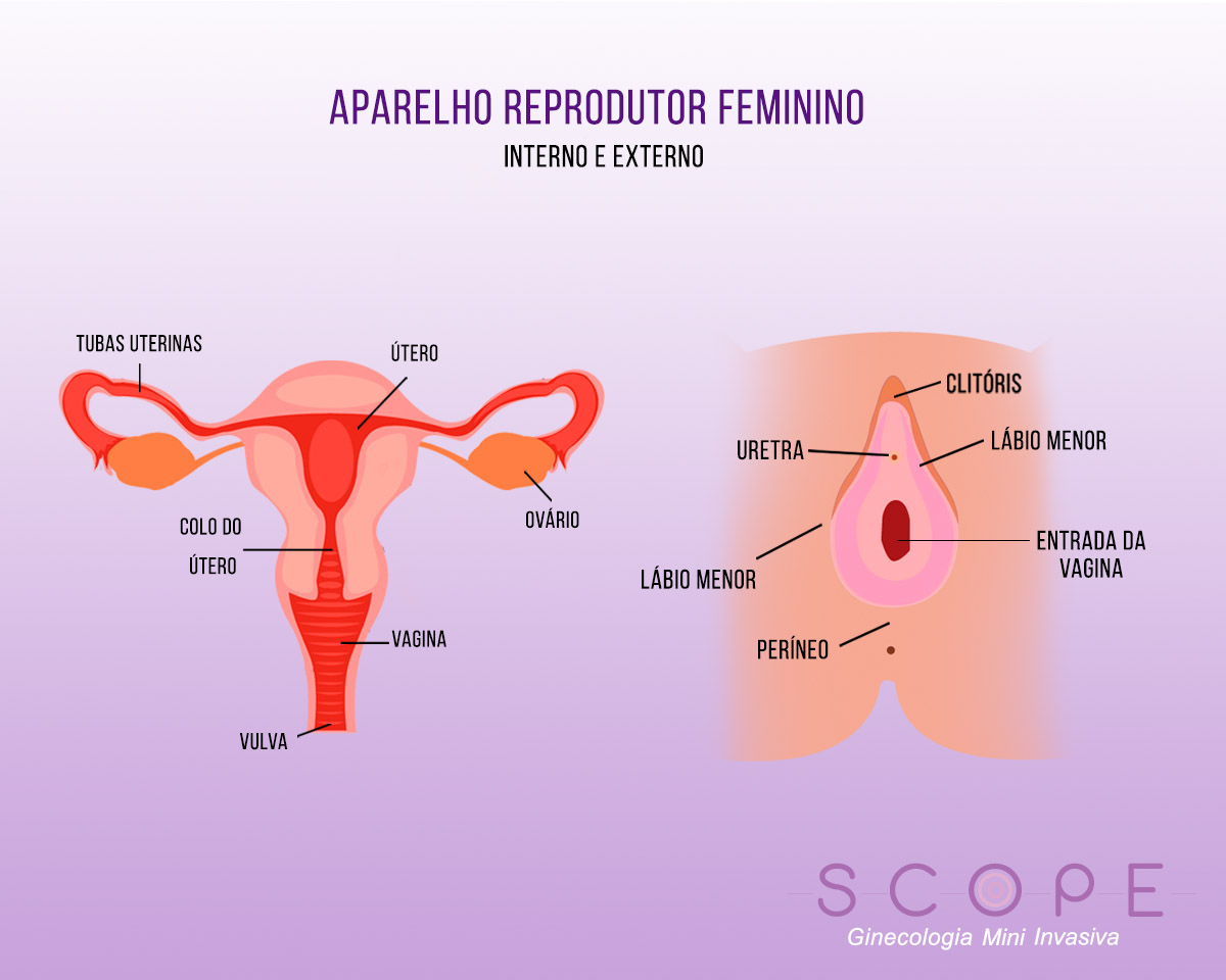 anatomia do sistema reprodutor feminino