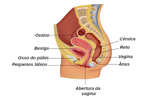 partes do sistema genital feminino