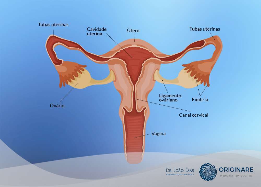 função dos ovários
