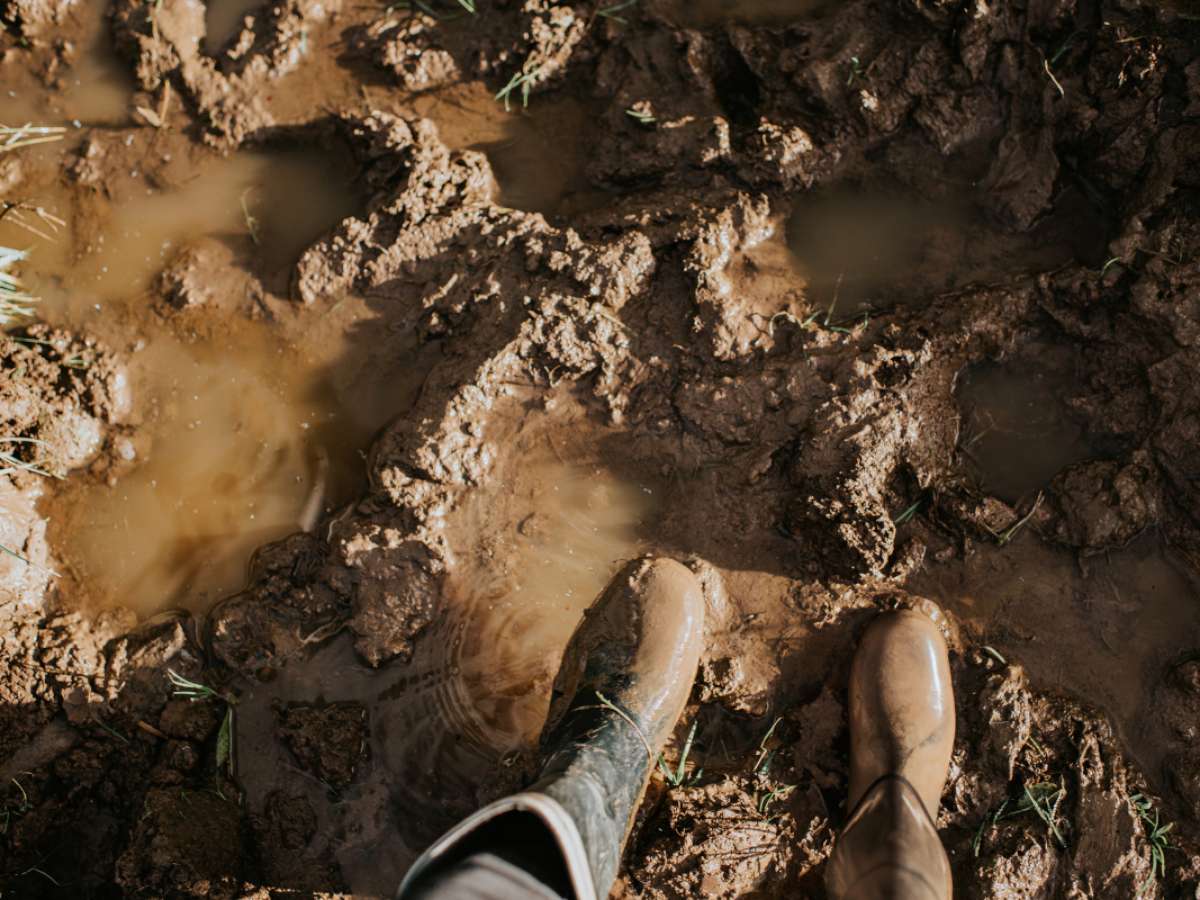 Sonhar Com Lama O Que Significa