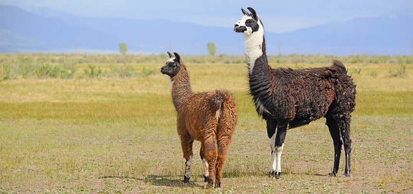 sonhar com lama significado espiritual