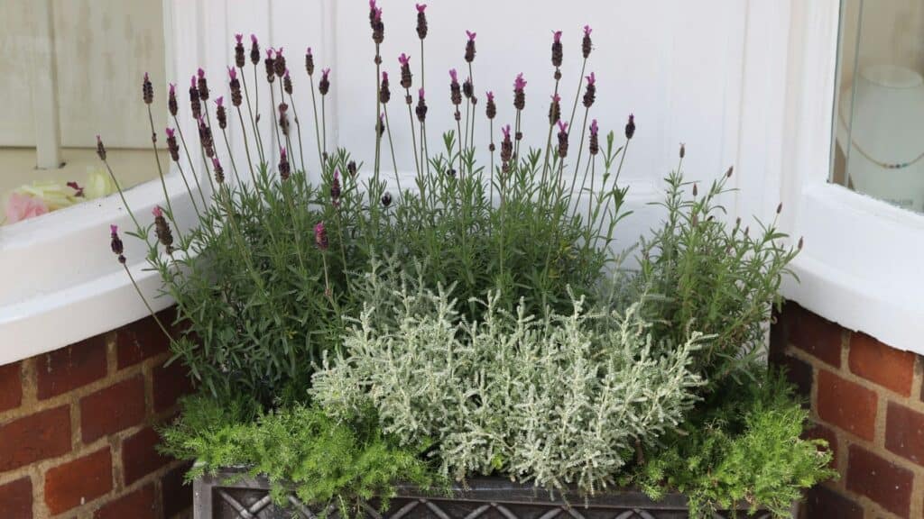 tipos de lavanda para jardim