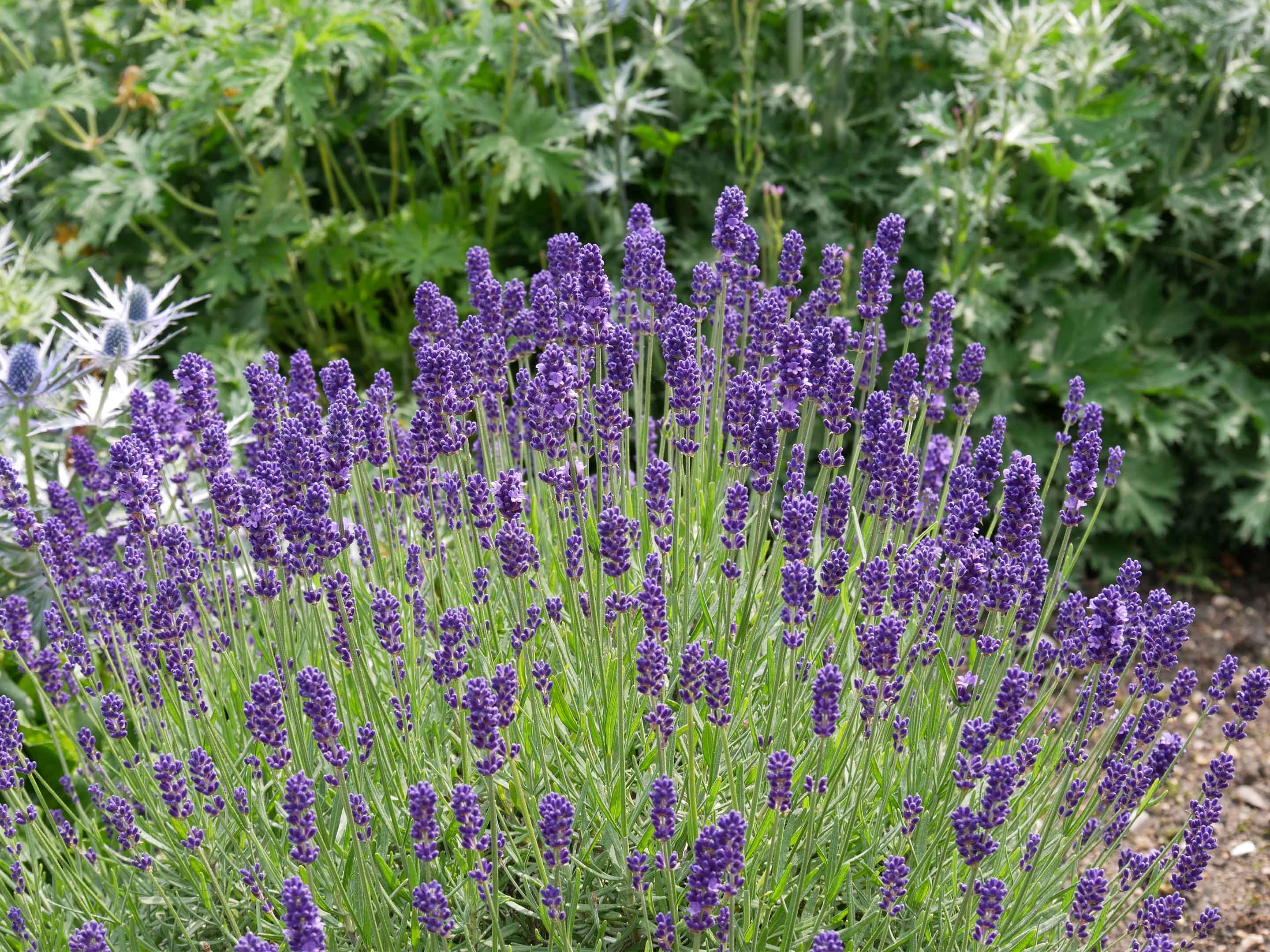 melhores tipos de lavanda para jardim florido