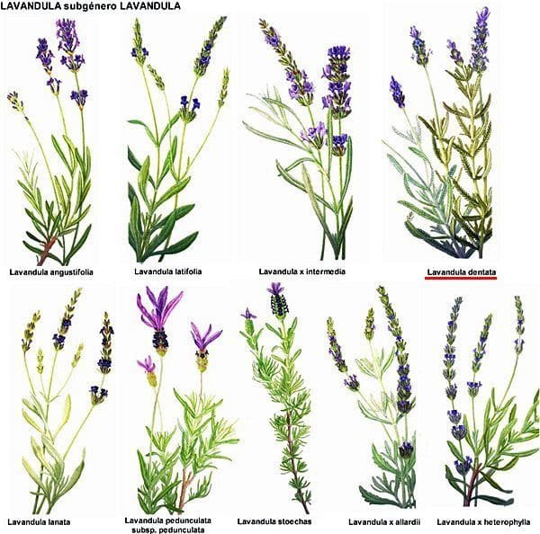 erros comuns ao plantar lavanda no calor