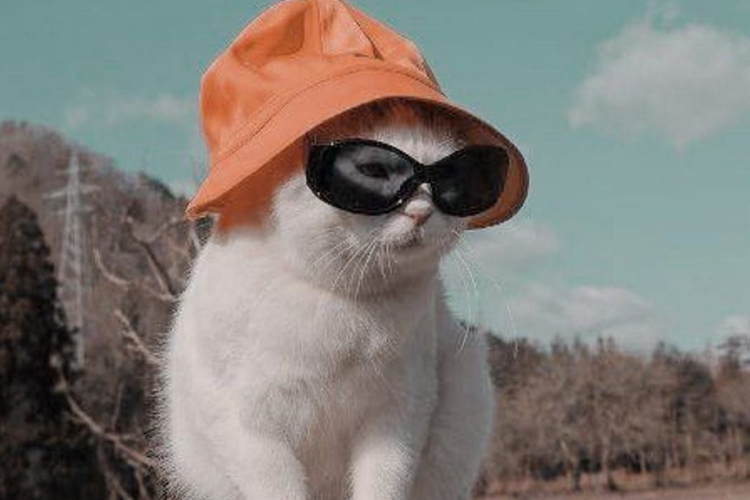 fotos de animais fofos para perfil whatsapp